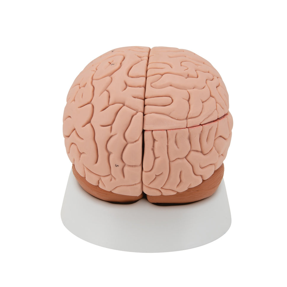 Brain Anatomical Model (4 part)