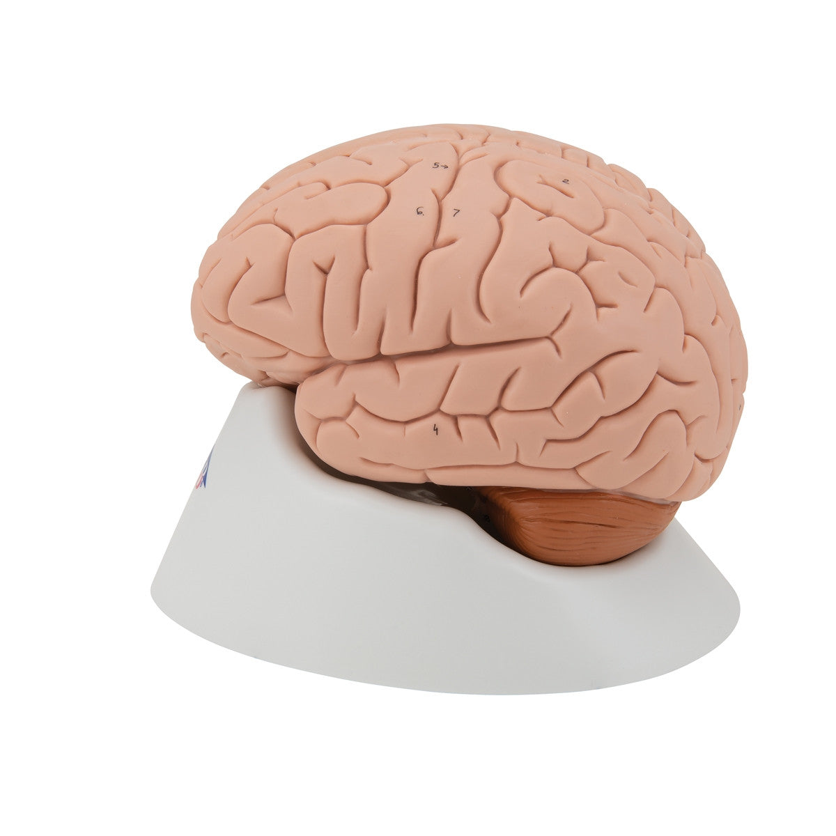 Brain Anatomical Model (4 part)