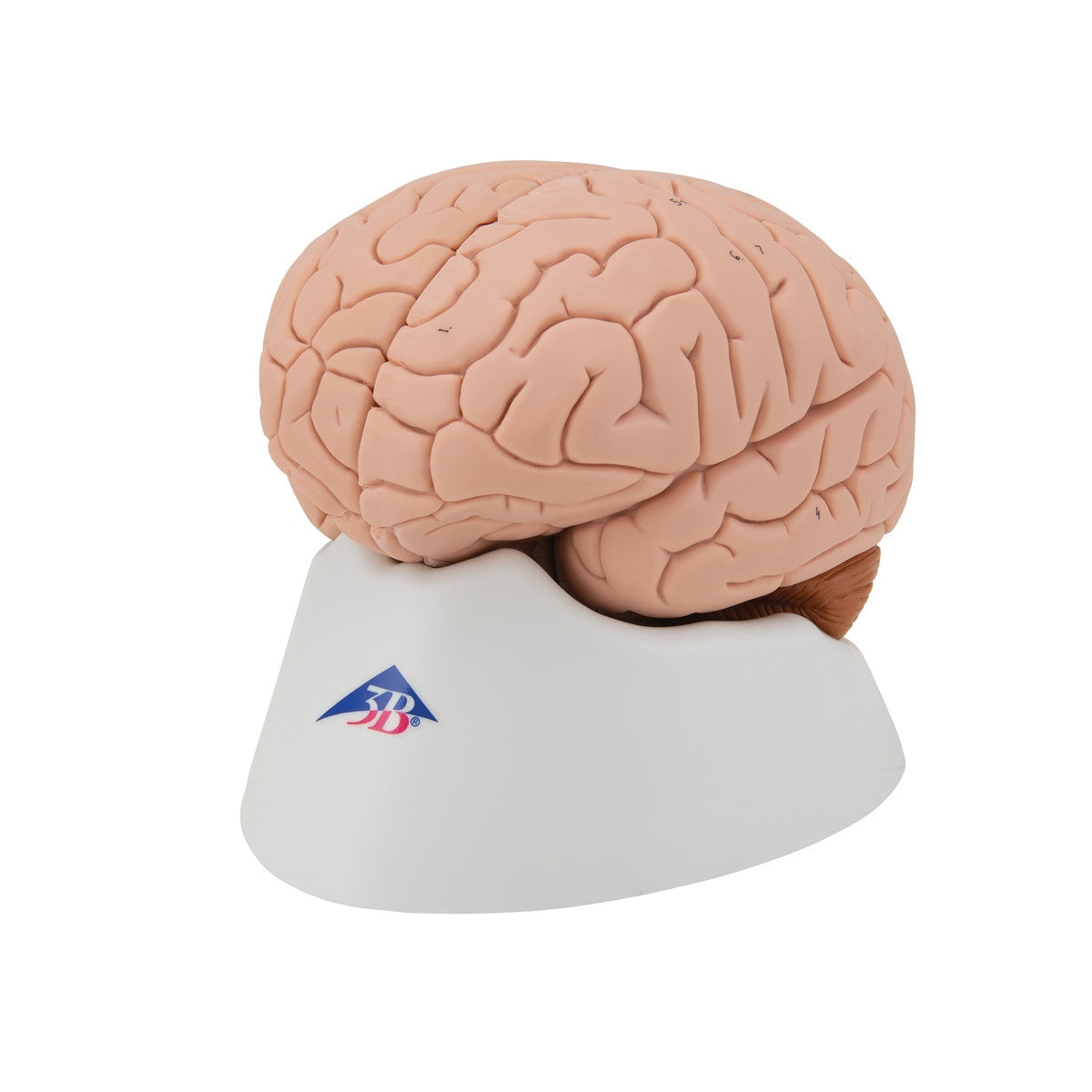 Brain Anatomical Model (4 part)
