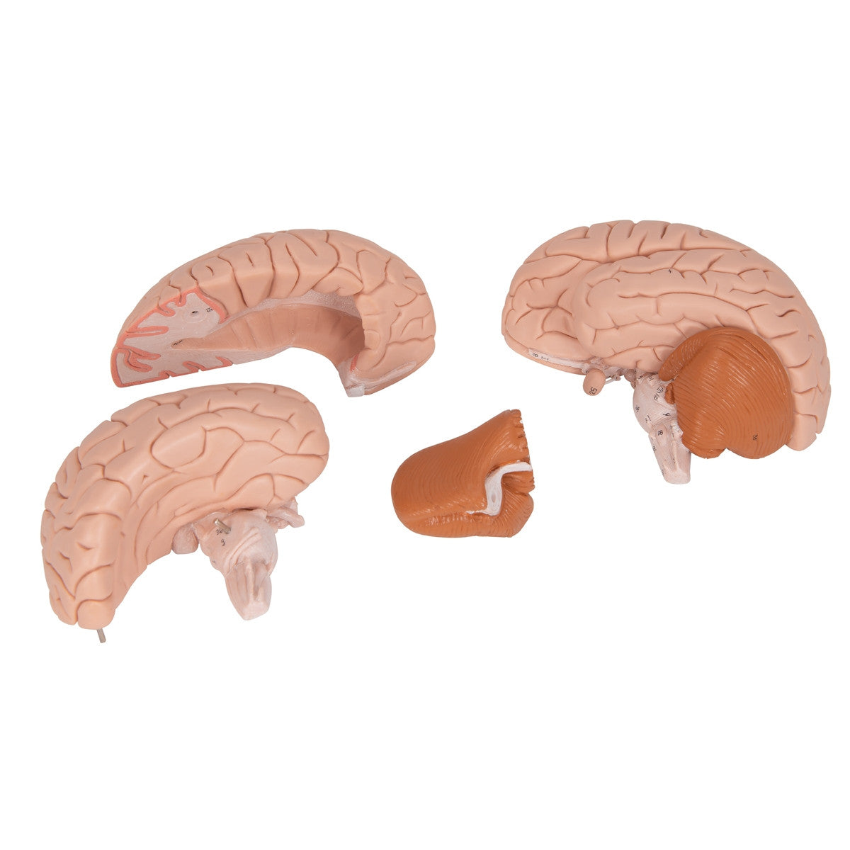 Brain Anatomical Model (4 part)