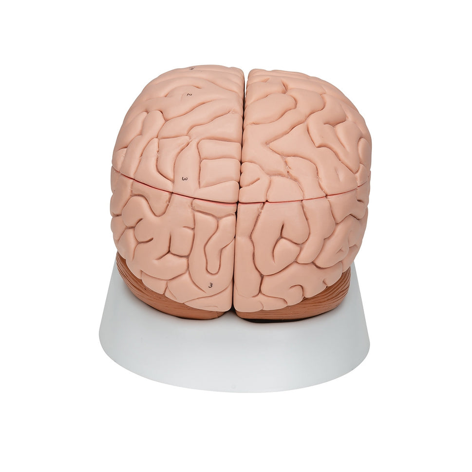 Brain Anatomical Model (8 part)