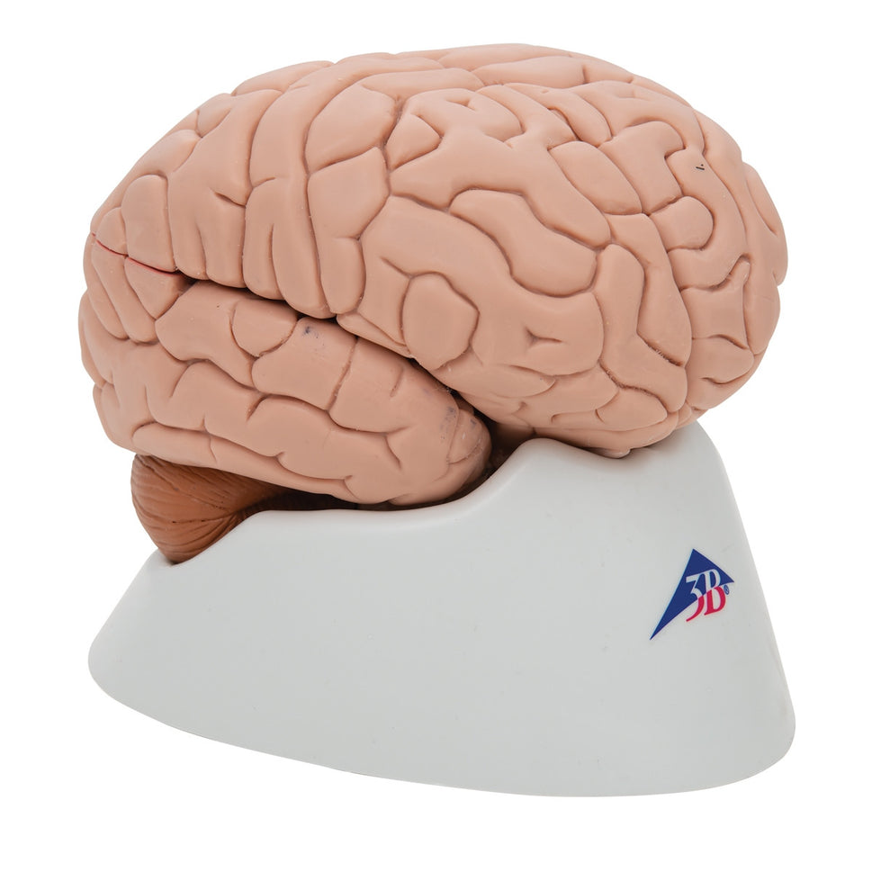 Brain Anatomical Model (8 part)