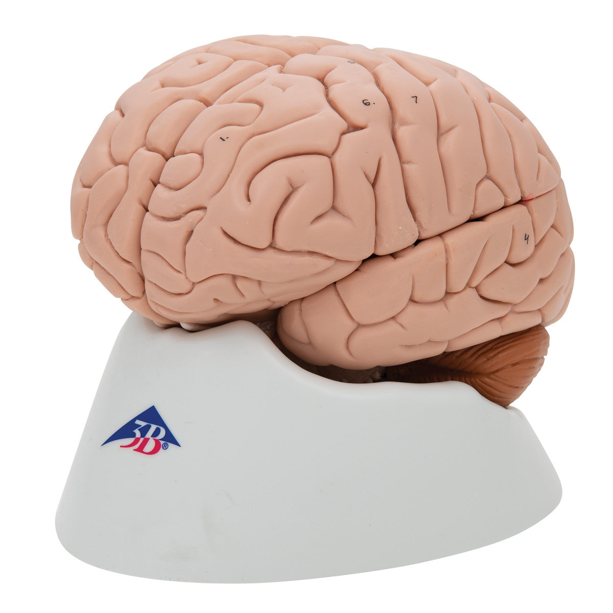 Brain Anatomical Model (8 part)