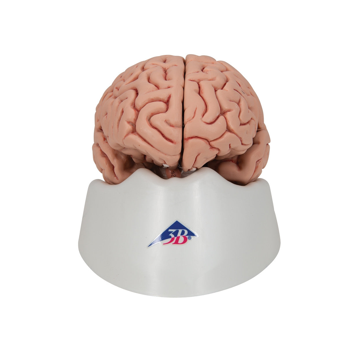 Classic Brain Anatomy Model (5 part)