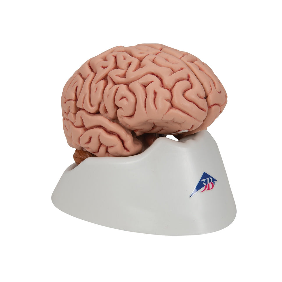 Classic Brain Anatomy Model (5 part)
