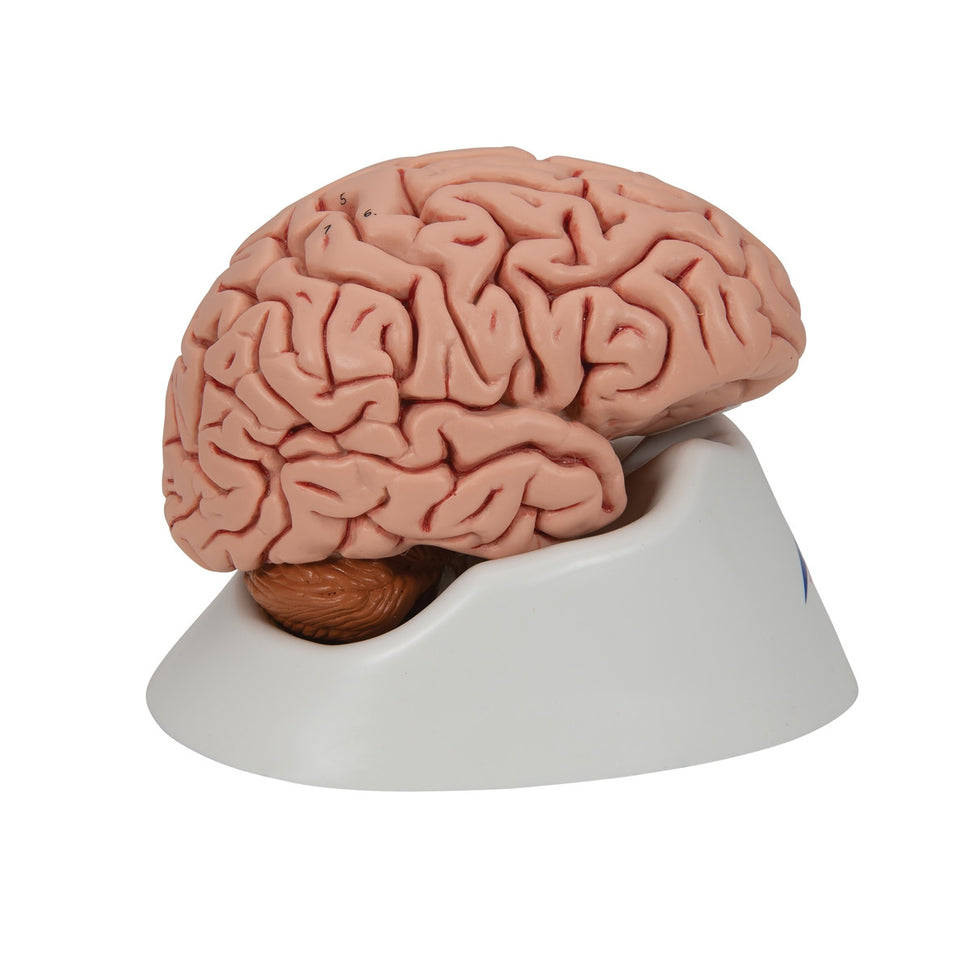 Classic Brain Anatomy Model (5 part)