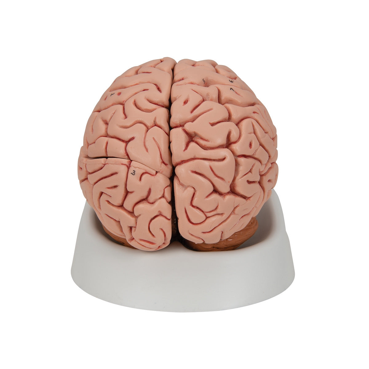 Classic Brain Anatomy Model (5 part)