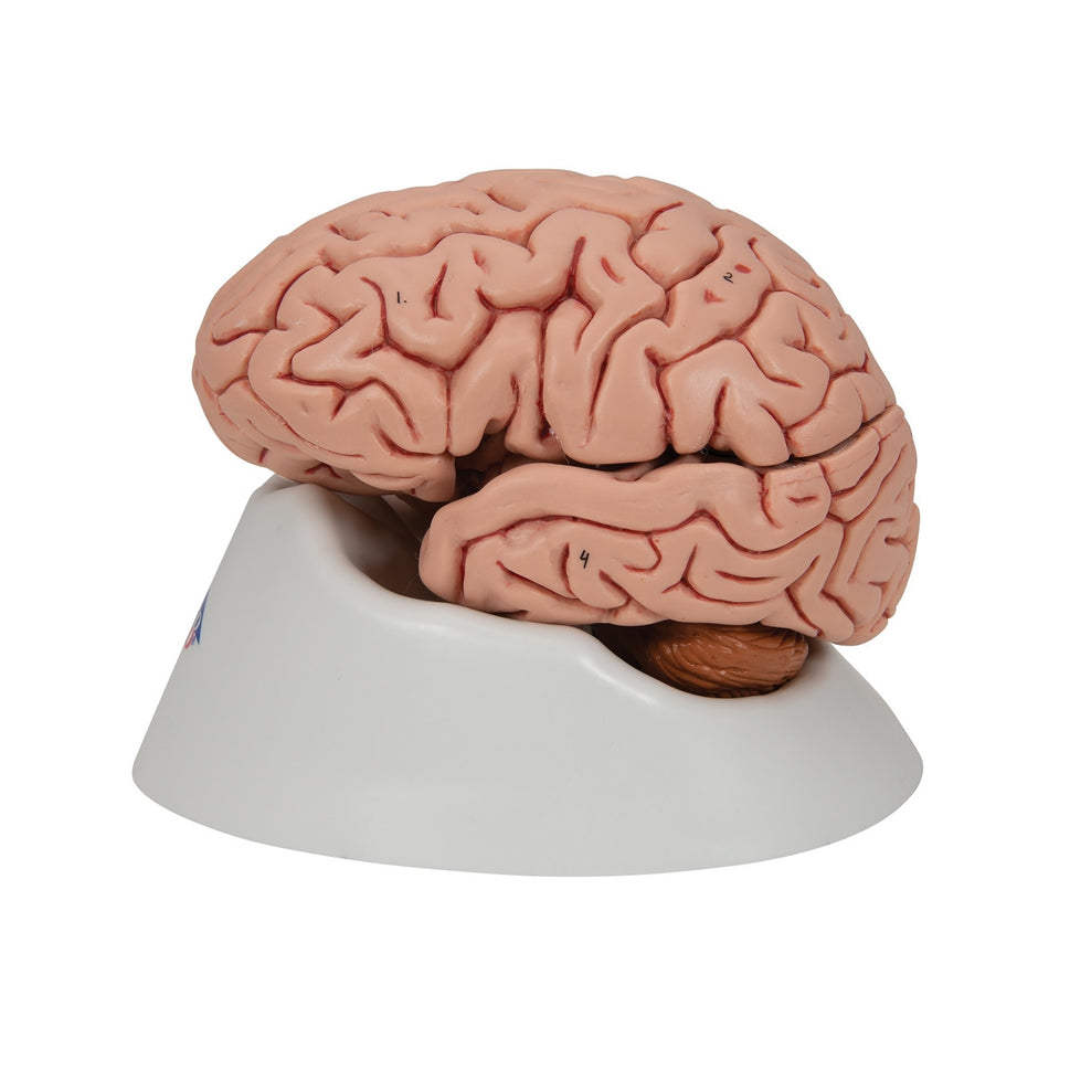 Classic Brain Anatomy Model (5 part)