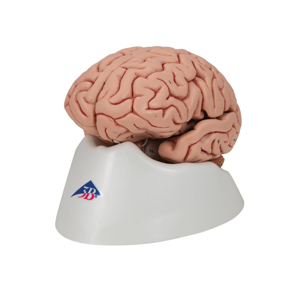 Classic Brain Anatomy Model (5 part)
