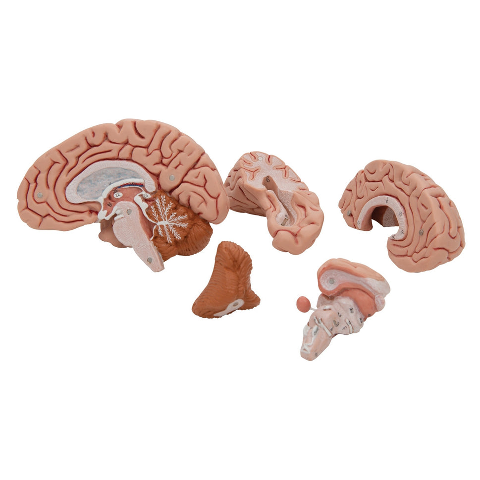 Classic Brain Anatomy Model (5 part)