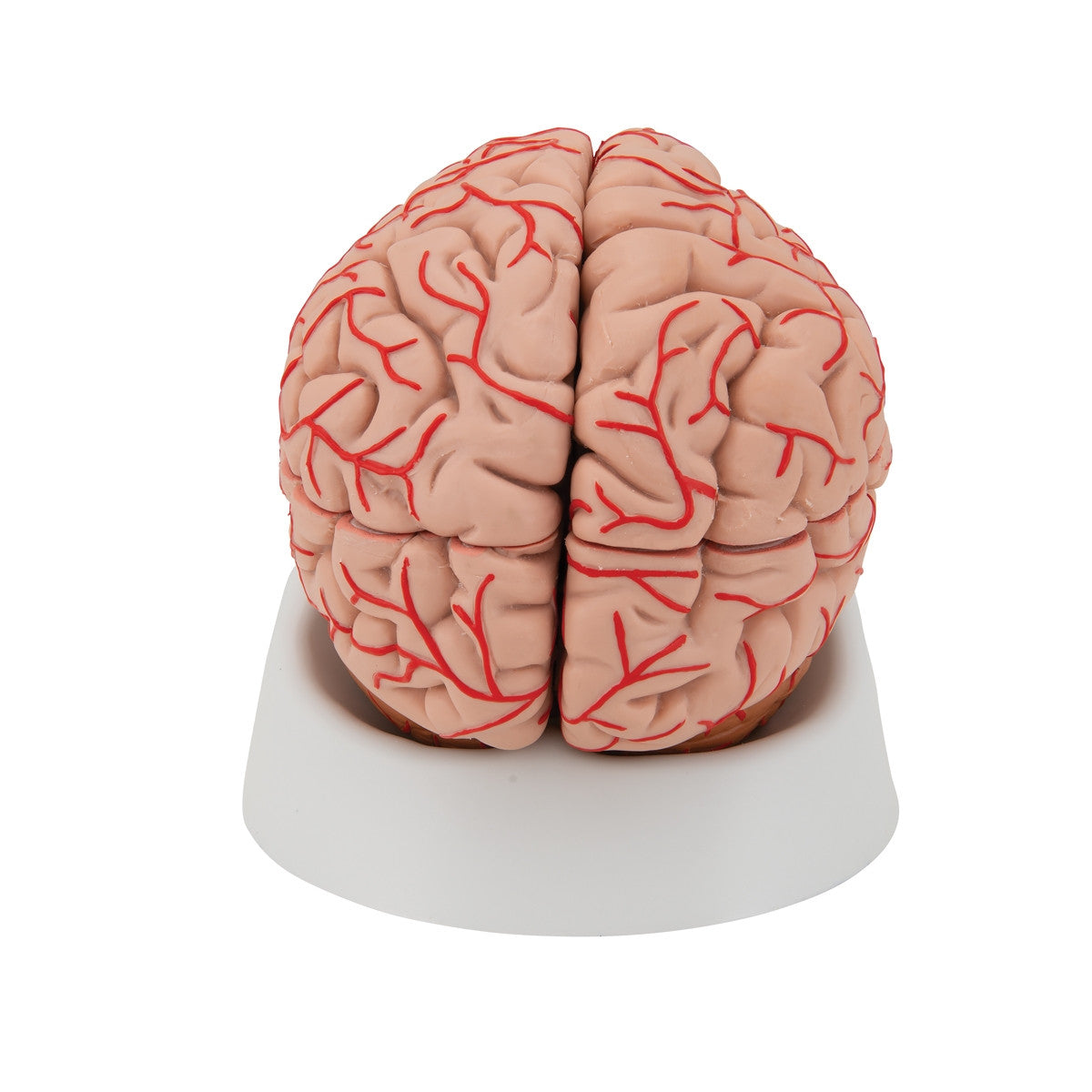 Brain with Arteries Model (9 part)