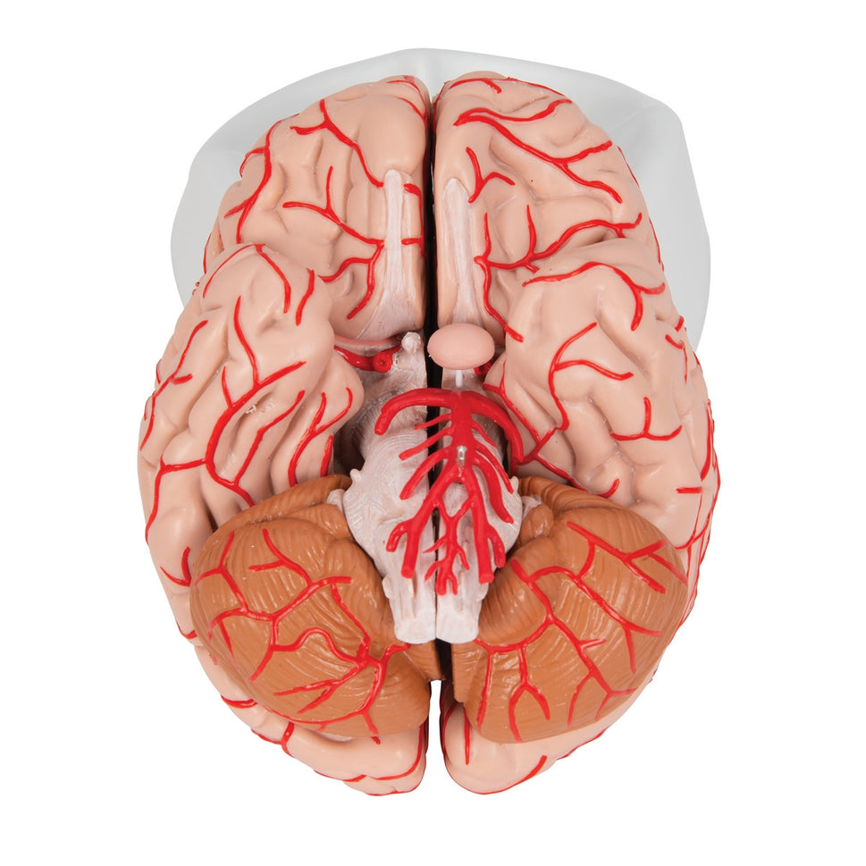 Brain with Arteries Model (9 part)