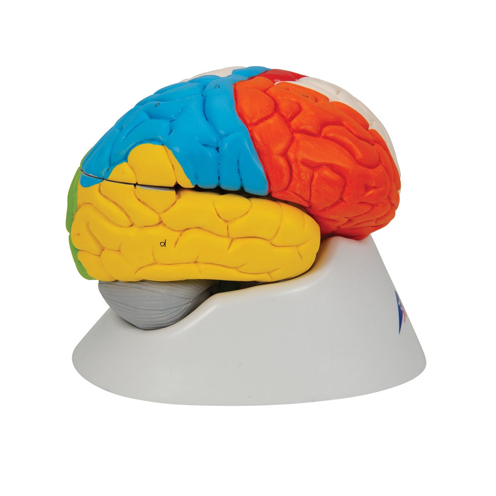 Neuro-Anatomical Coloured Brain (8 part)