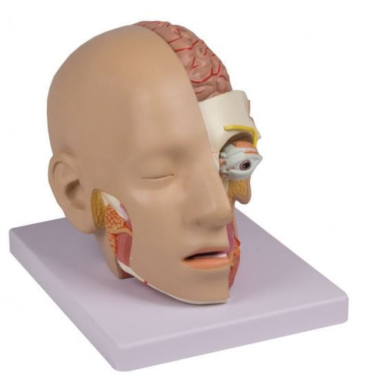 Head Model (4 parts)