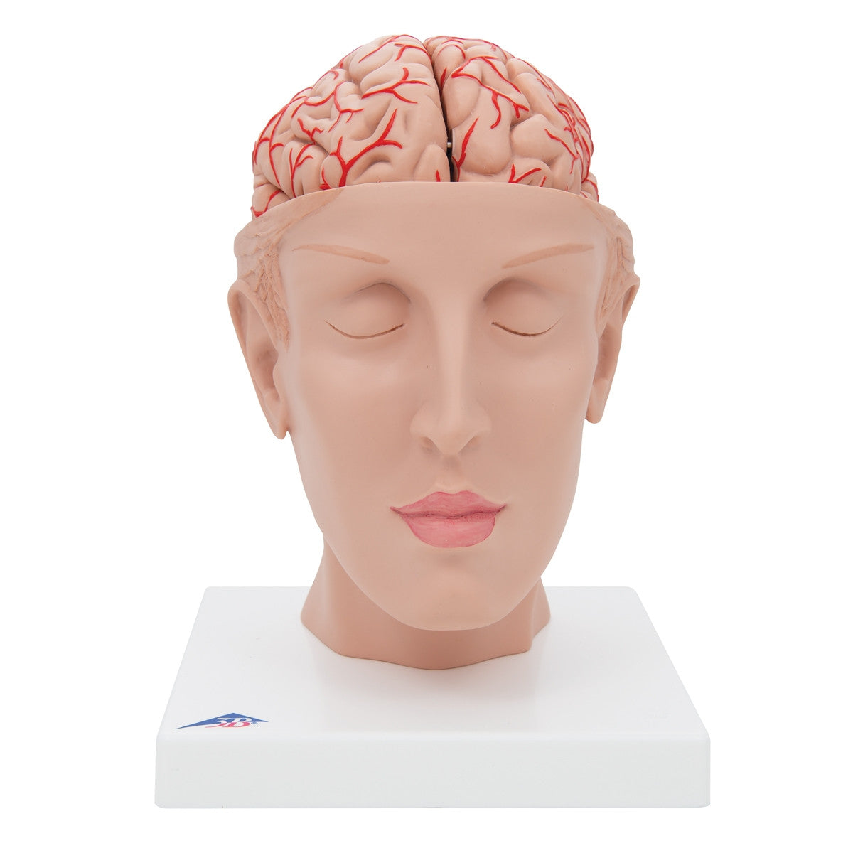 Brain Model with Arteries on Base of Head (8 part)