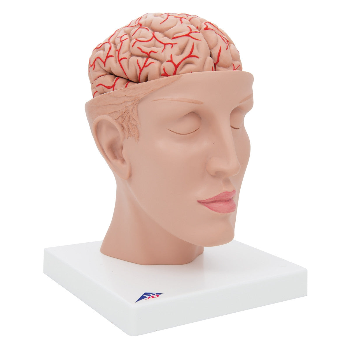 Brain Model with Arteries on Base of Head (8 part)