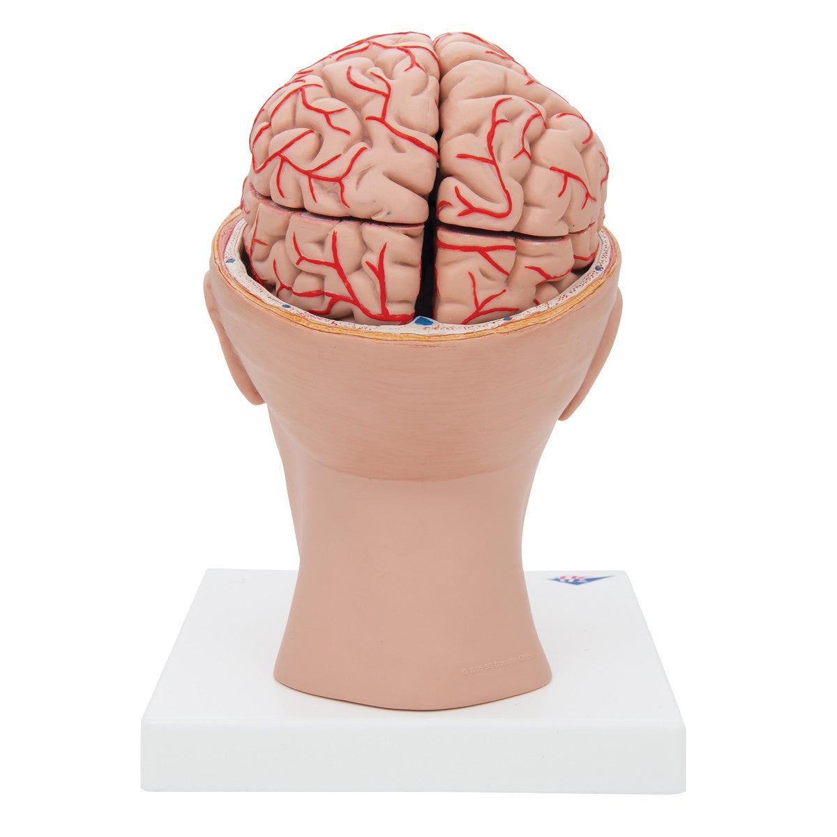 Brain Model with Arteries on Base of Head (8 part)