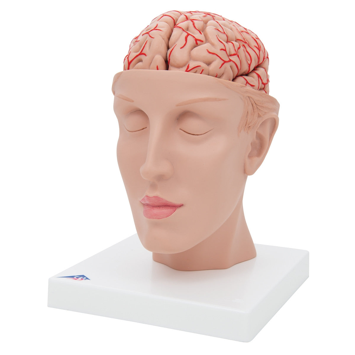 Brain Model with Arteries on Base of Head (8 part)