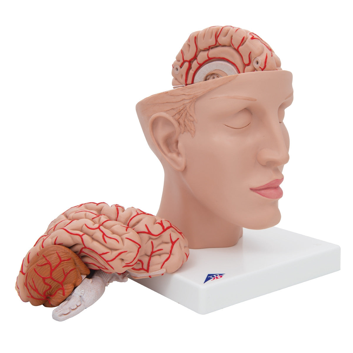 Brain Model with Arteries on Base of Head (8 part)
