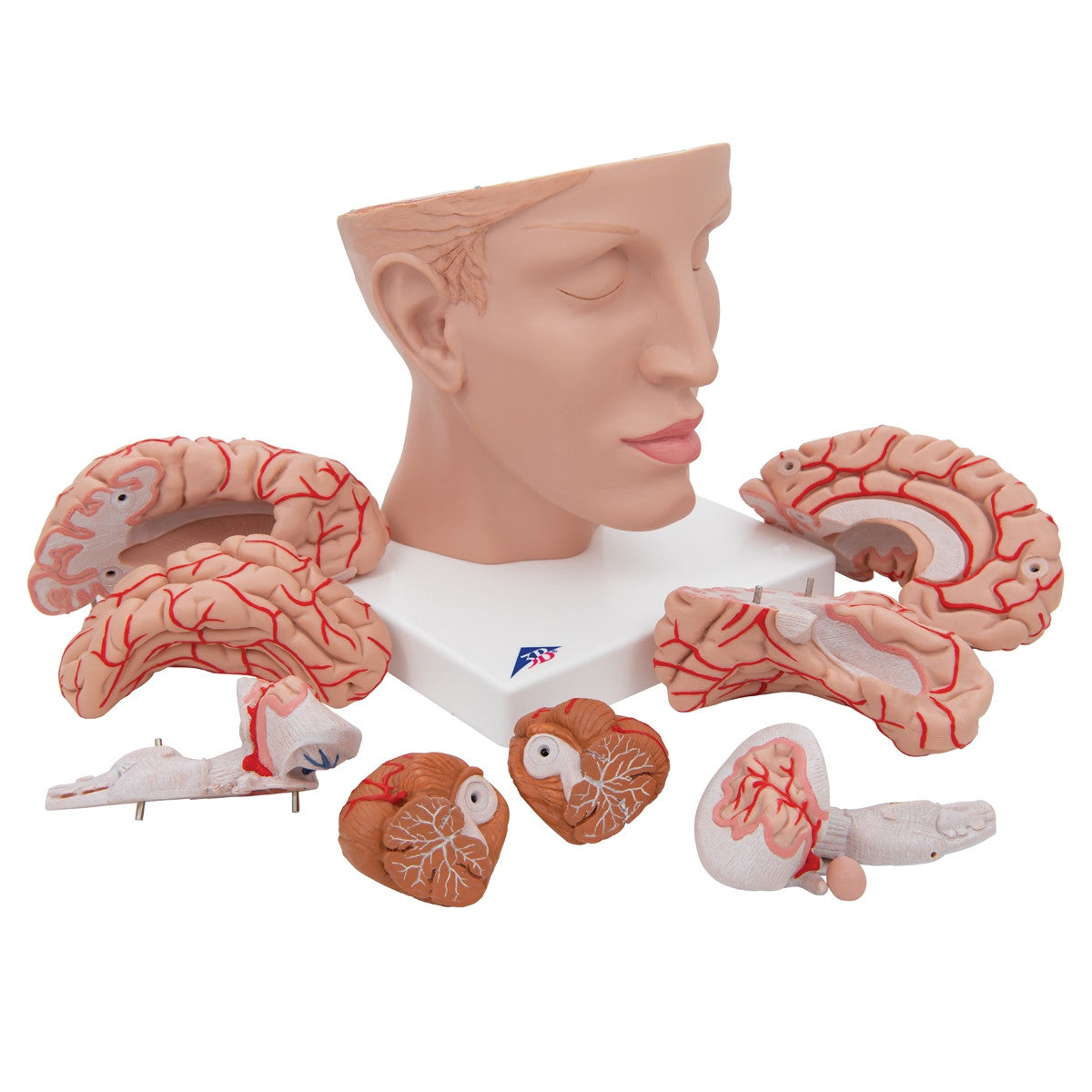 Brain Model with Arteries on Base of Head (8 part)