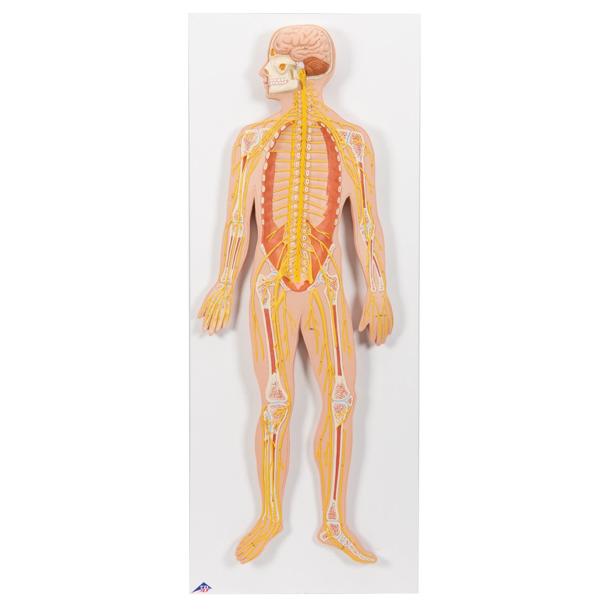Nervous System Model (1/2 Life Size)