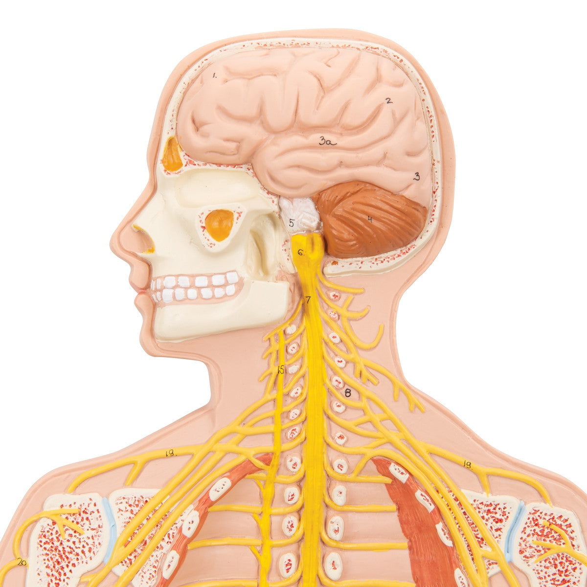 Nervous System Model (1/2 Life Size)