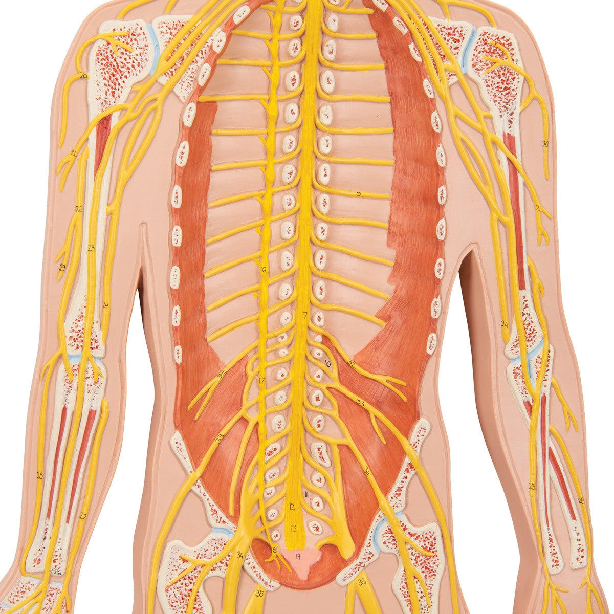 Nervous System Model (1/2 Life Size)