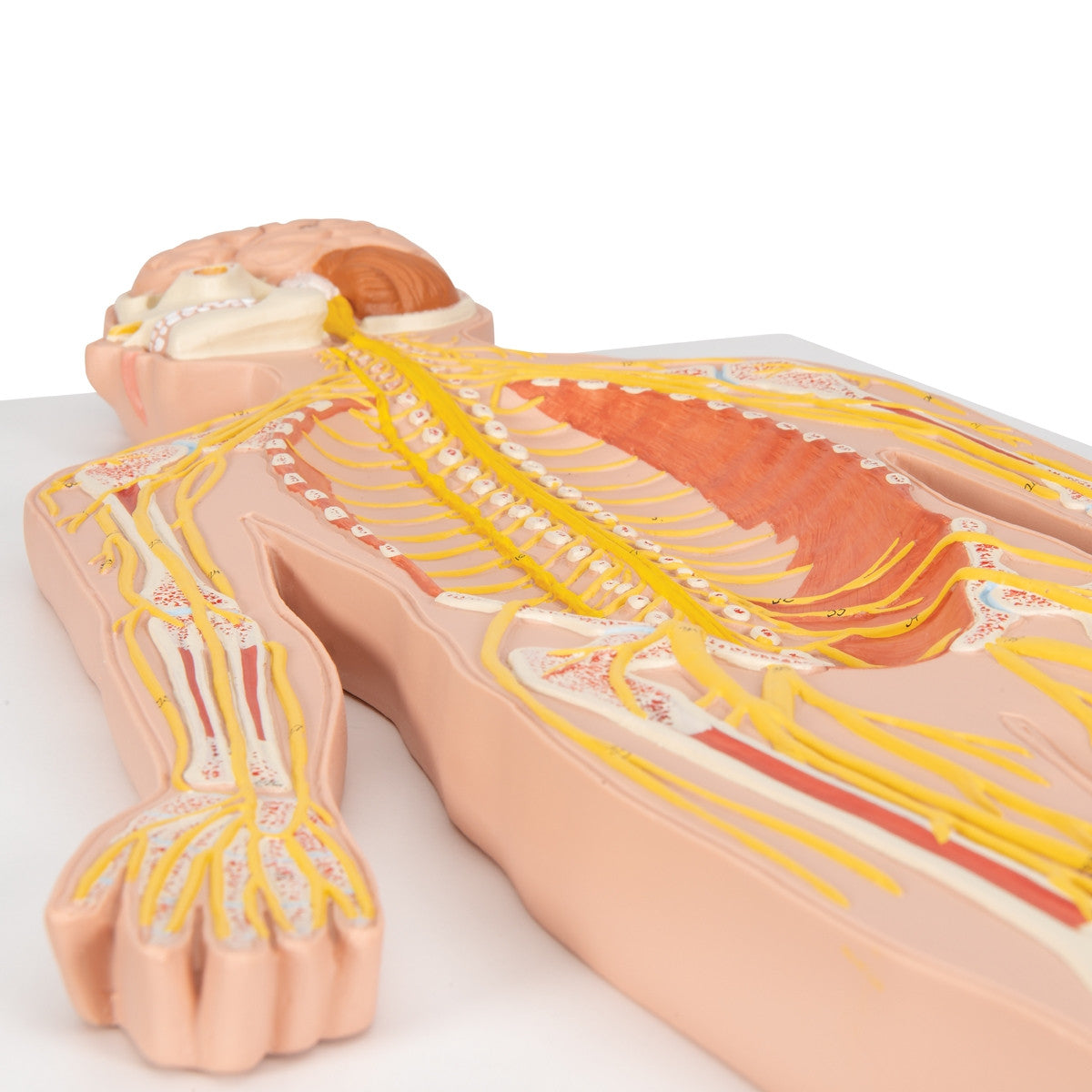 Nervous System Model (1/2 Life Size)