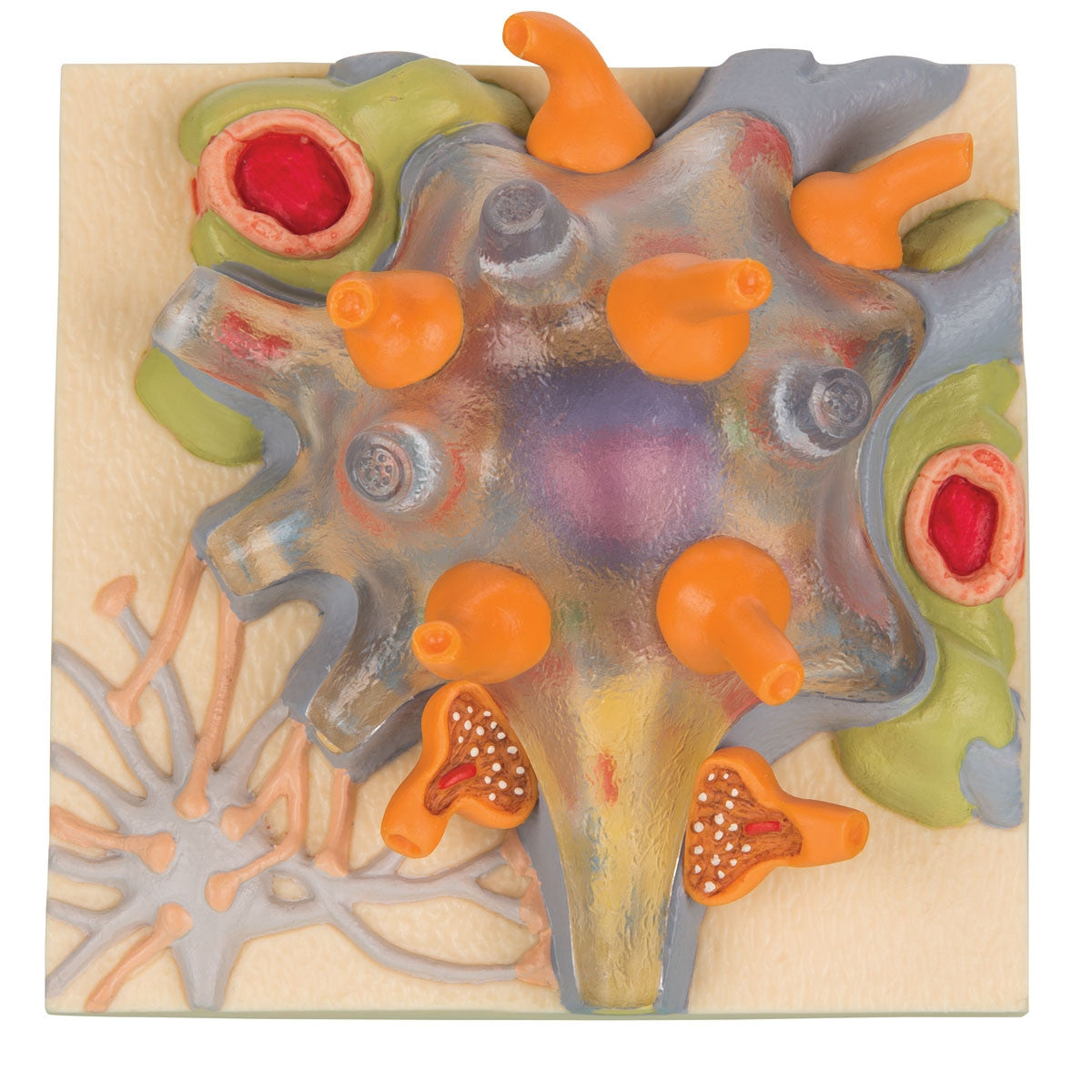 Neuron Cell Body Model 1000233