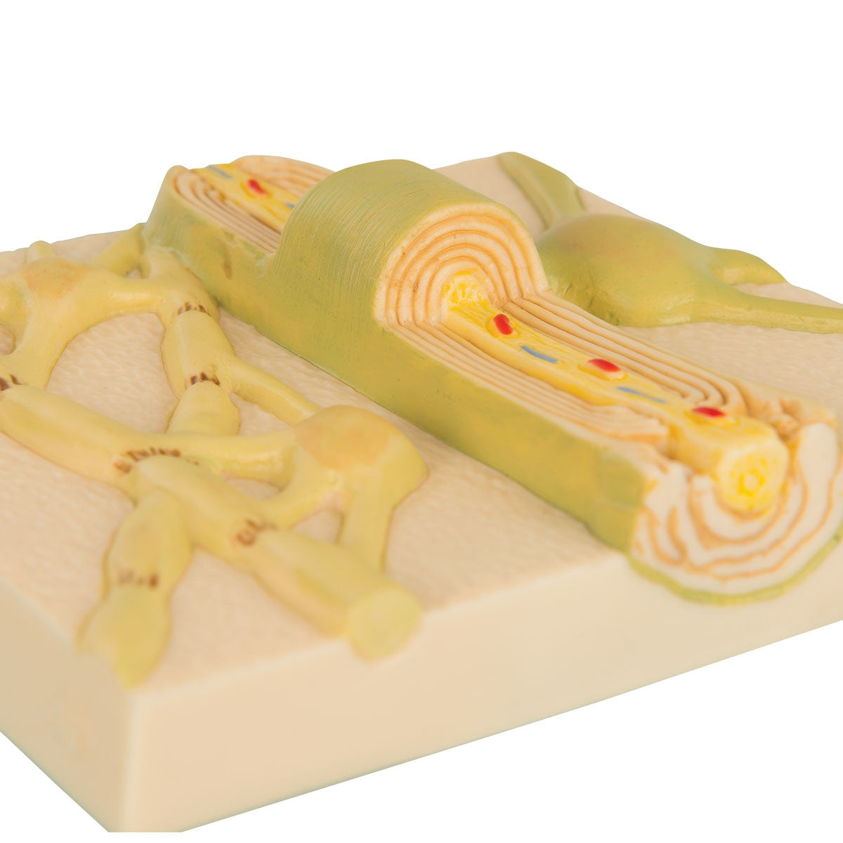 Myelin Sheaths of the CNS Model