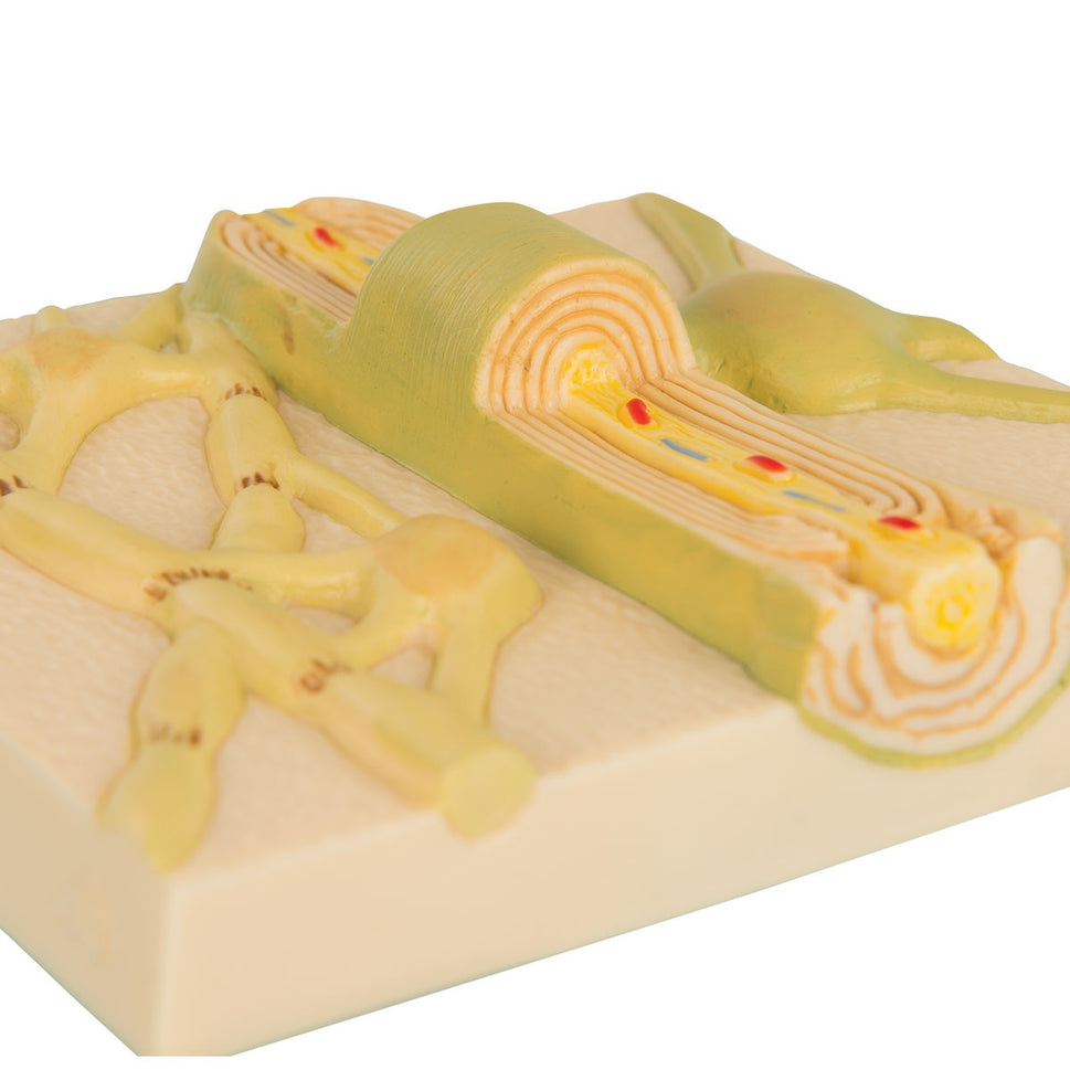 Myelin Sheaths of the CNS Model