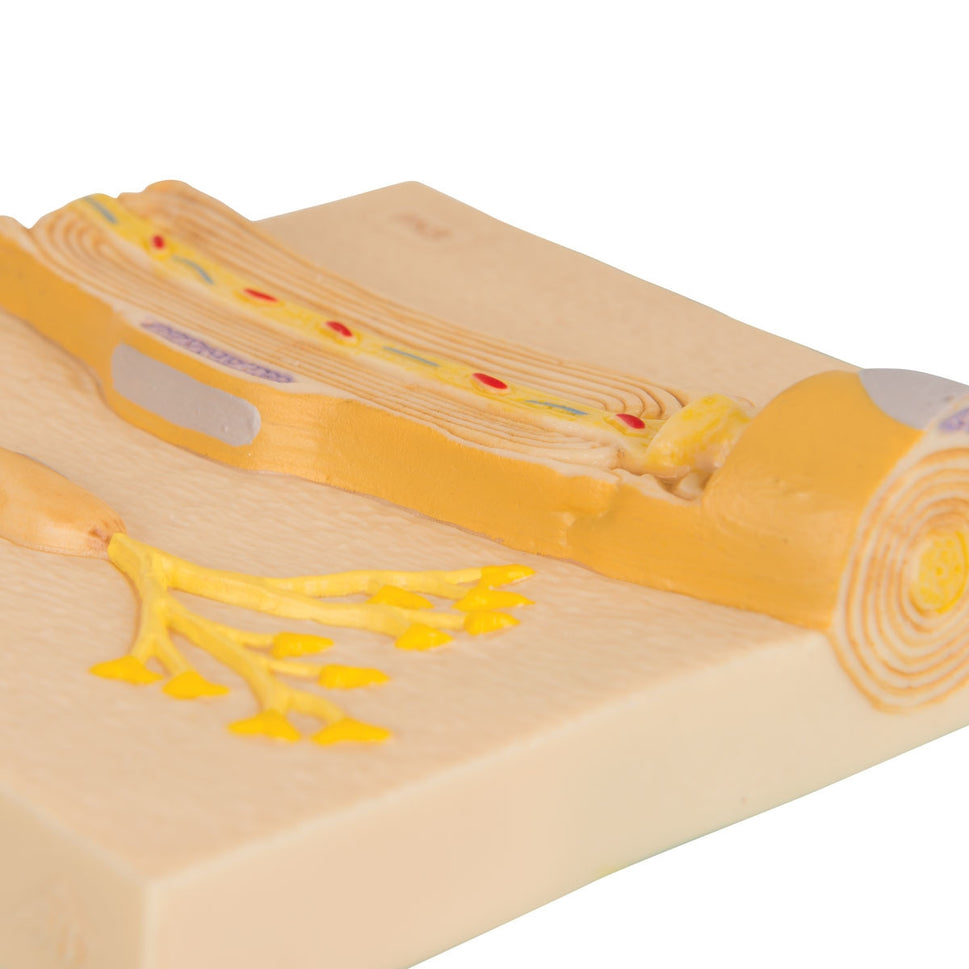 Schwann Cells of the PNS Model