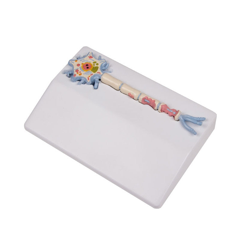 Neuron Model with Stages of Multiple Sclerosis