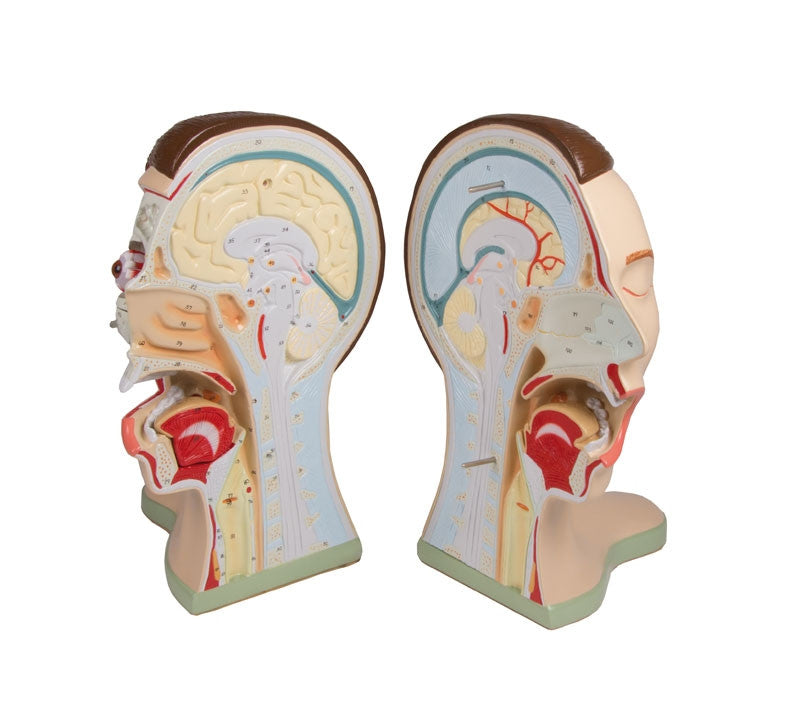 Separated halves of the medially divided head and neck model