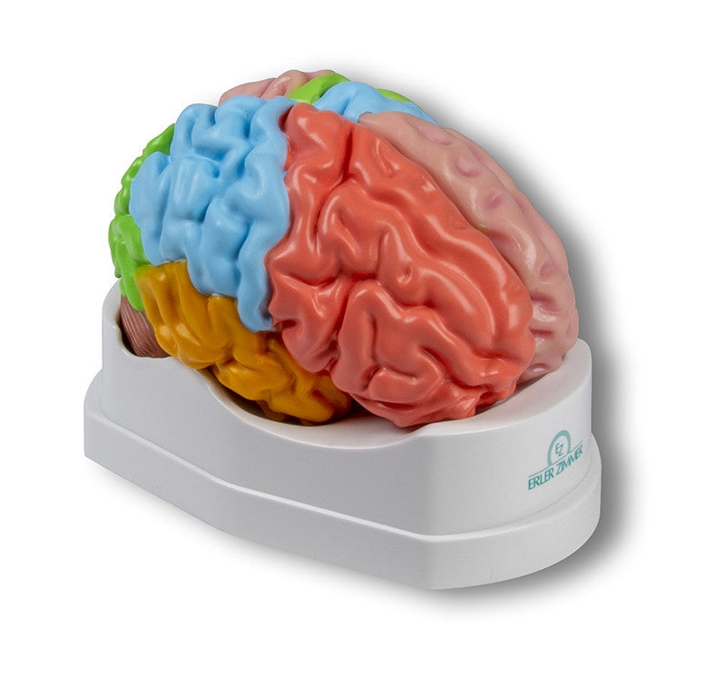 Functional / Regional Brain Model (5 parts)