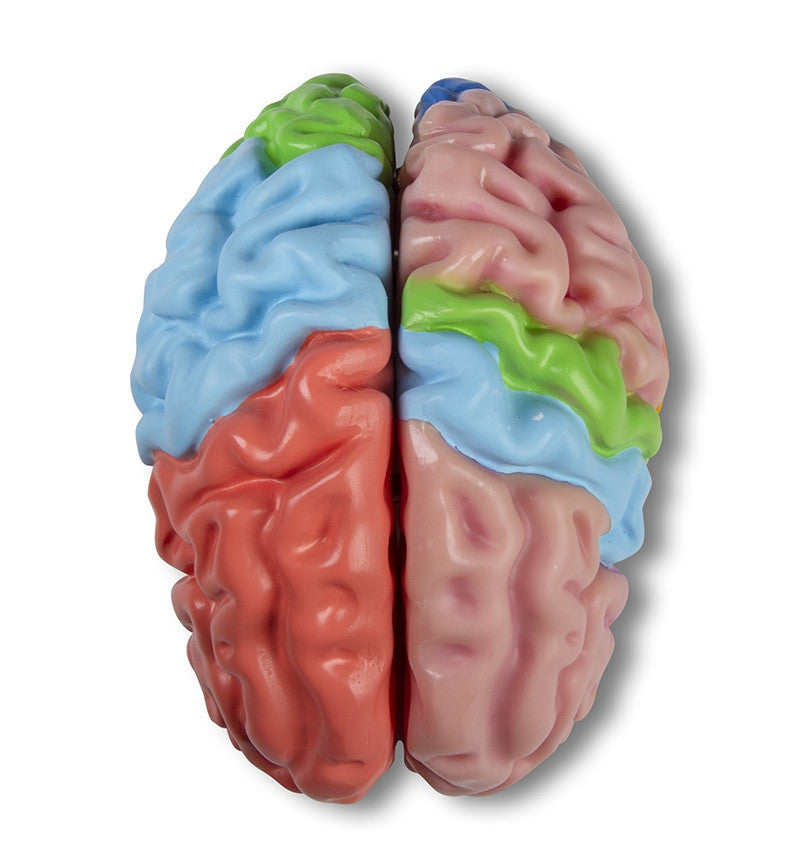 Functional / Regional Brain Model (5 parts)