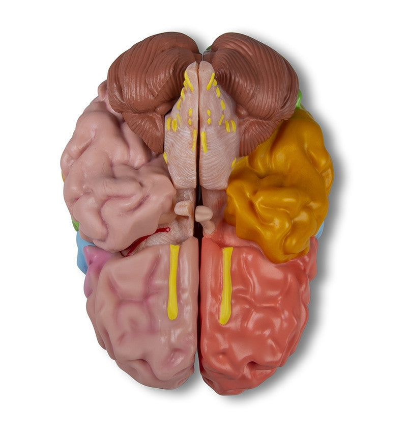 Functional / Regional Brain Model (5 parts)