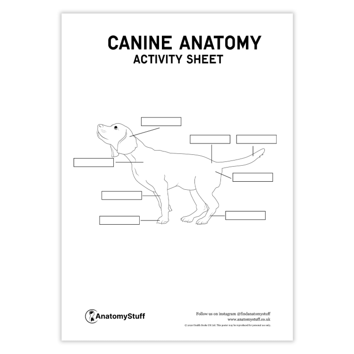 Canine Anatomy Activity Sheet PDF