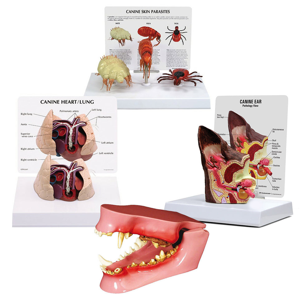 Canine Anatomy and Pathology Model Collection (4 part)