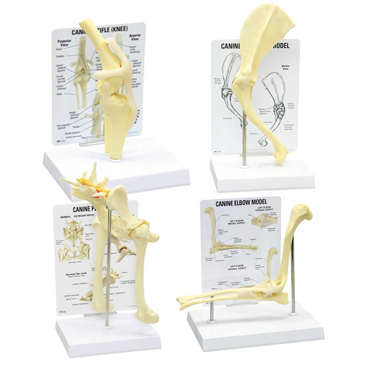 Canine Peripheral Joint Collection