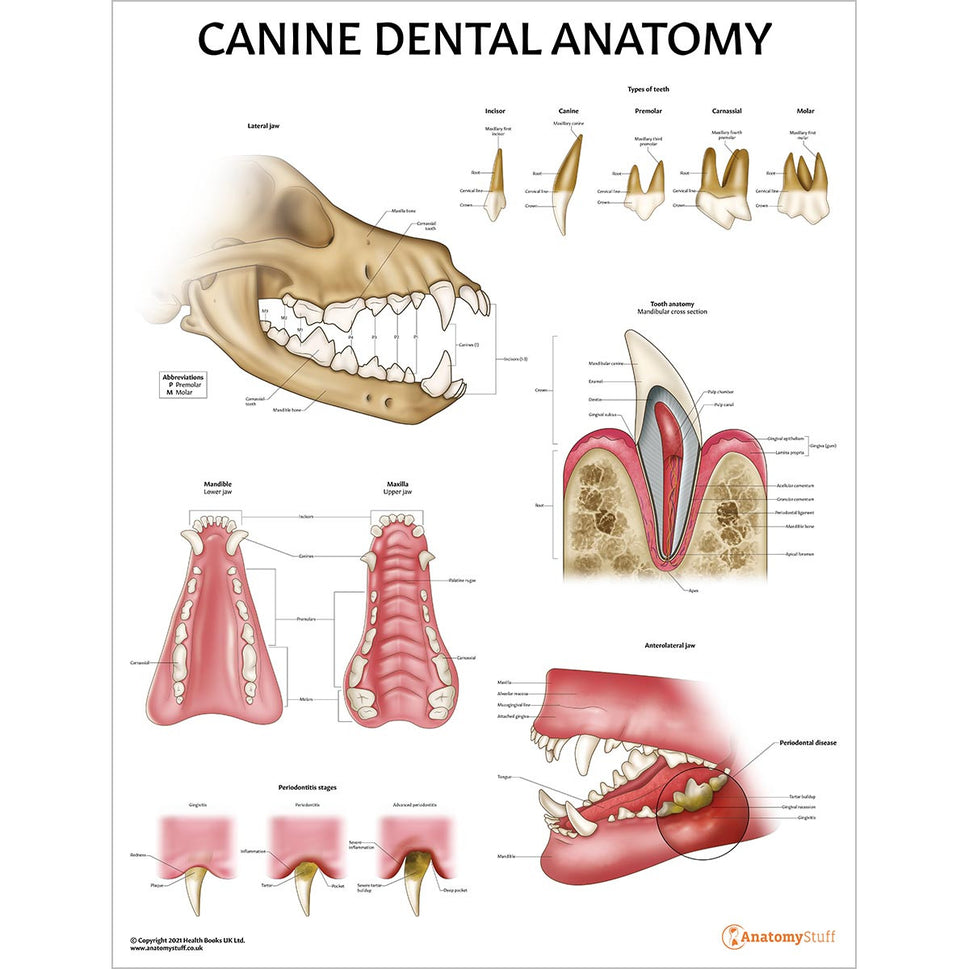 Veterinary Dental Collection