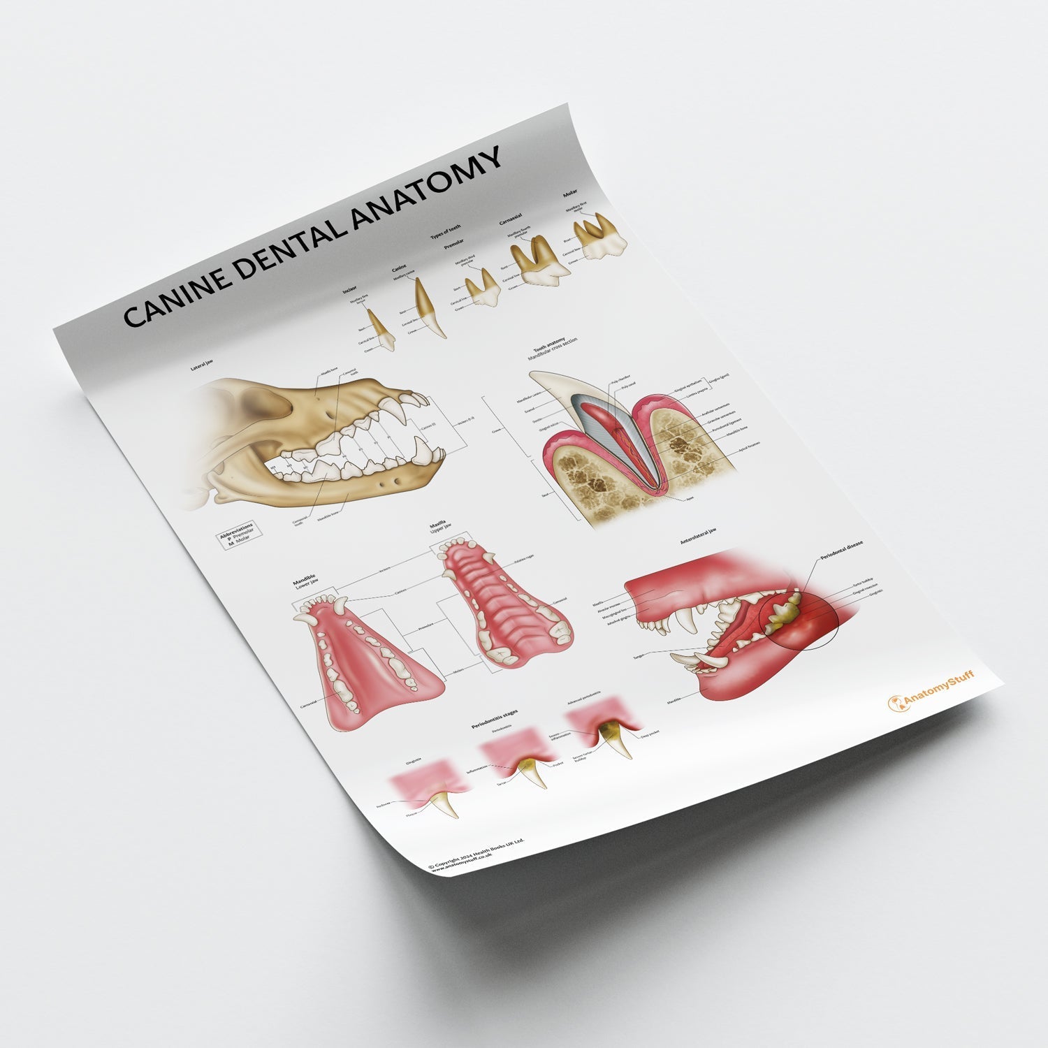 Canine Dental Anatomy Chart / Poster - Part of Collection