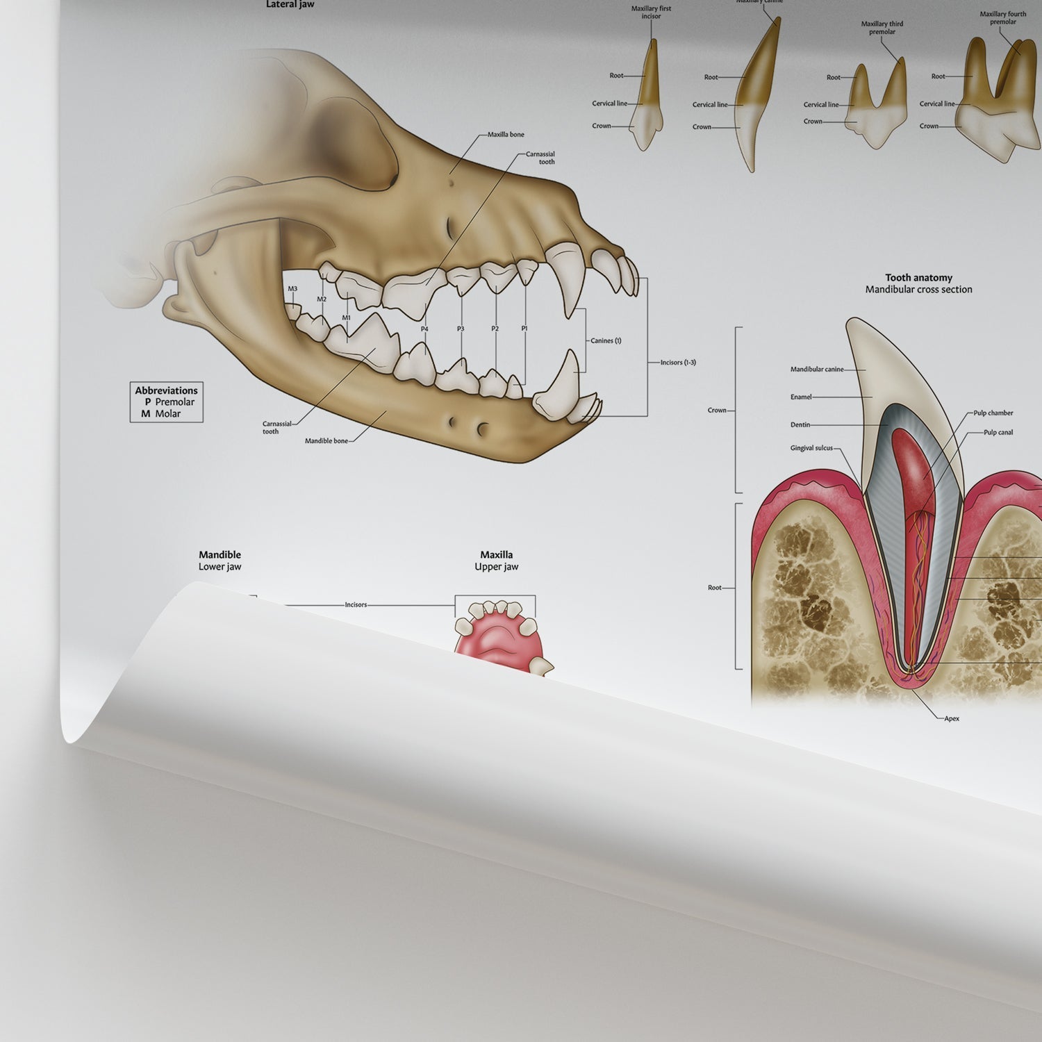 Canine Dental Anatomy Chart / Poster - Part of Collection