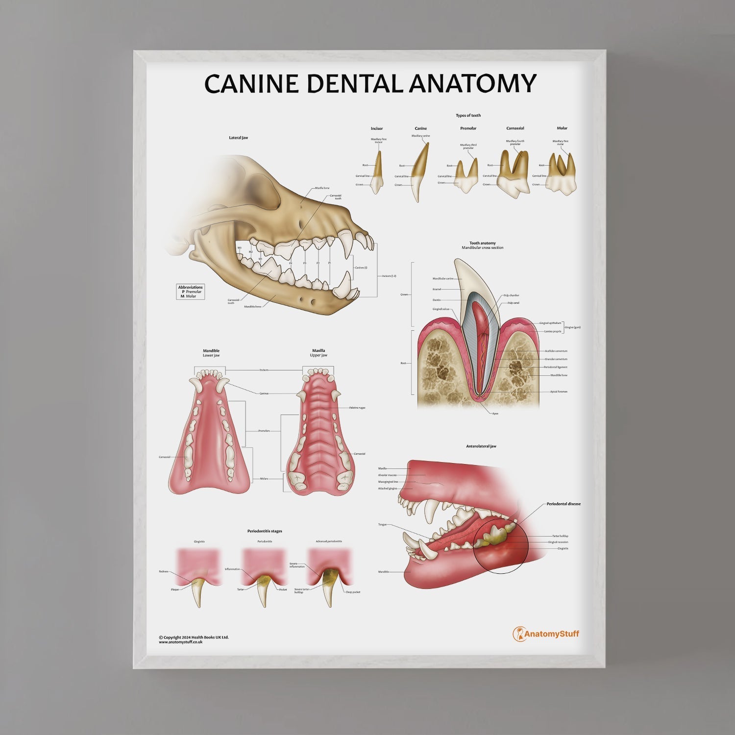 Canine Dental Anatomy Chart / Poster - Part of Collection