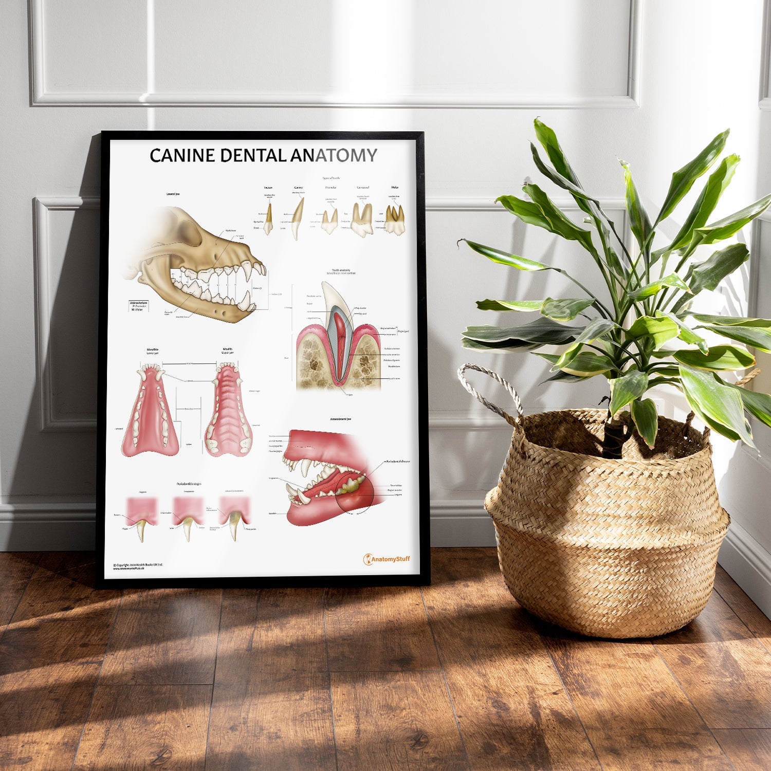 Canine Dental Anatomy Chart / Poster