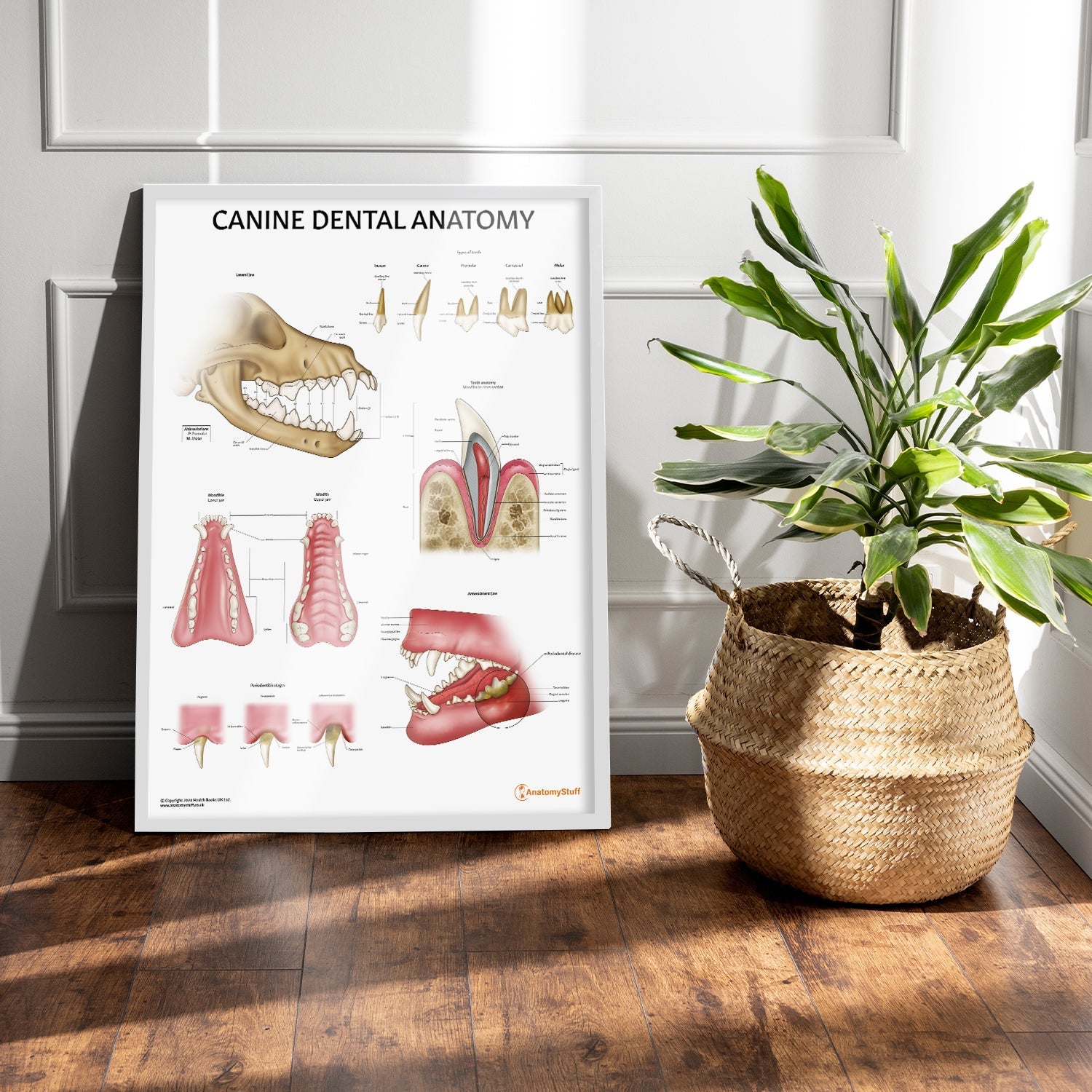 Canine Dental Anatomy Chart / Poster - Part of Collection