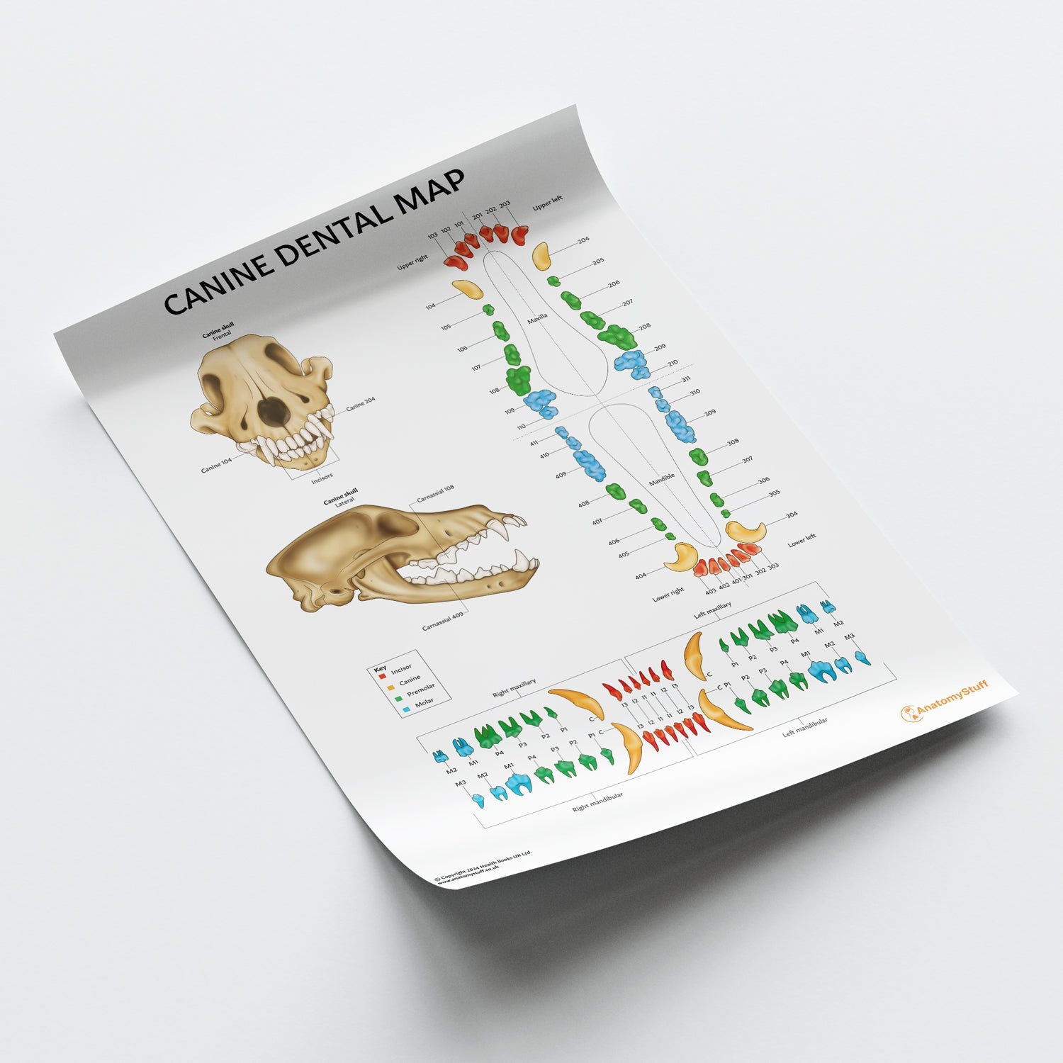 Canine Dental Map Chart / Poster - Part of Collection