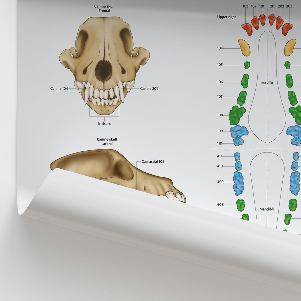 Canine Dental Map Chart / Poster