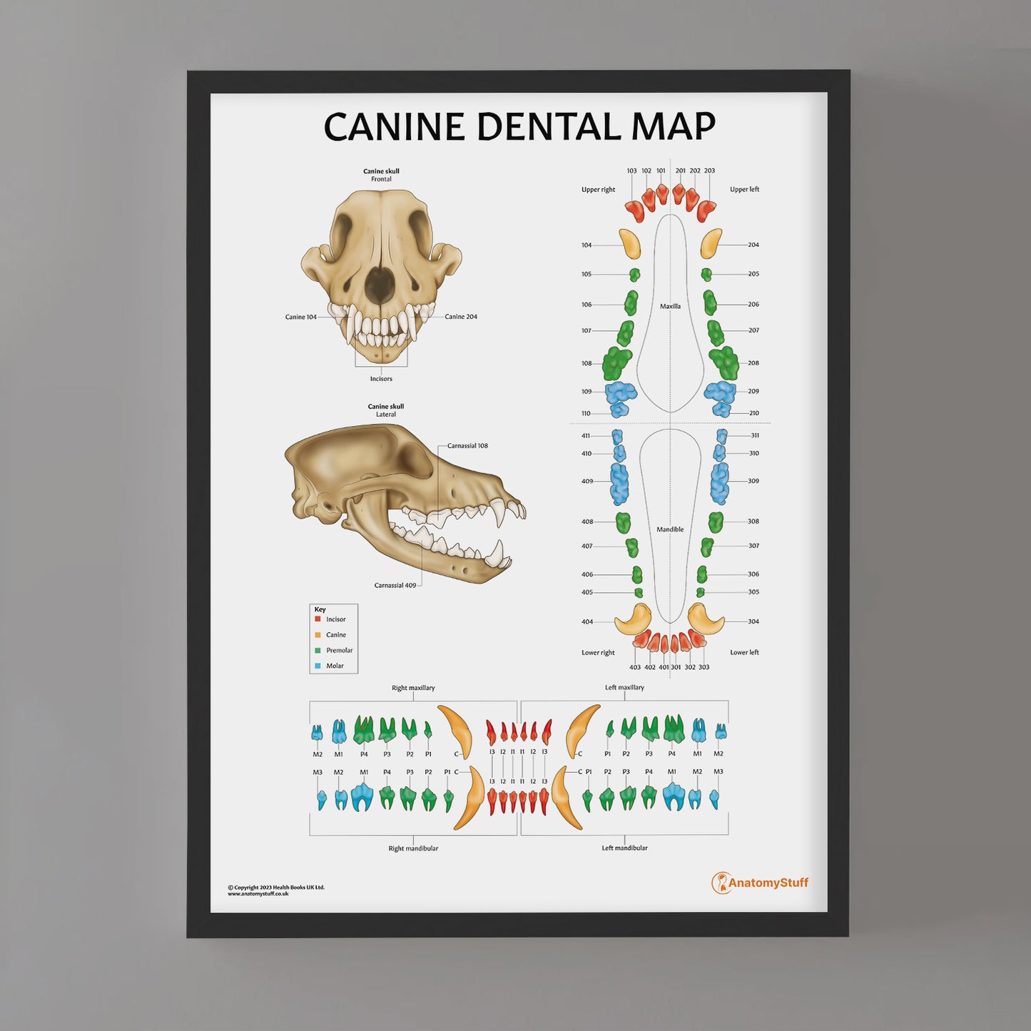 Canine Dental Map Chart / Poster