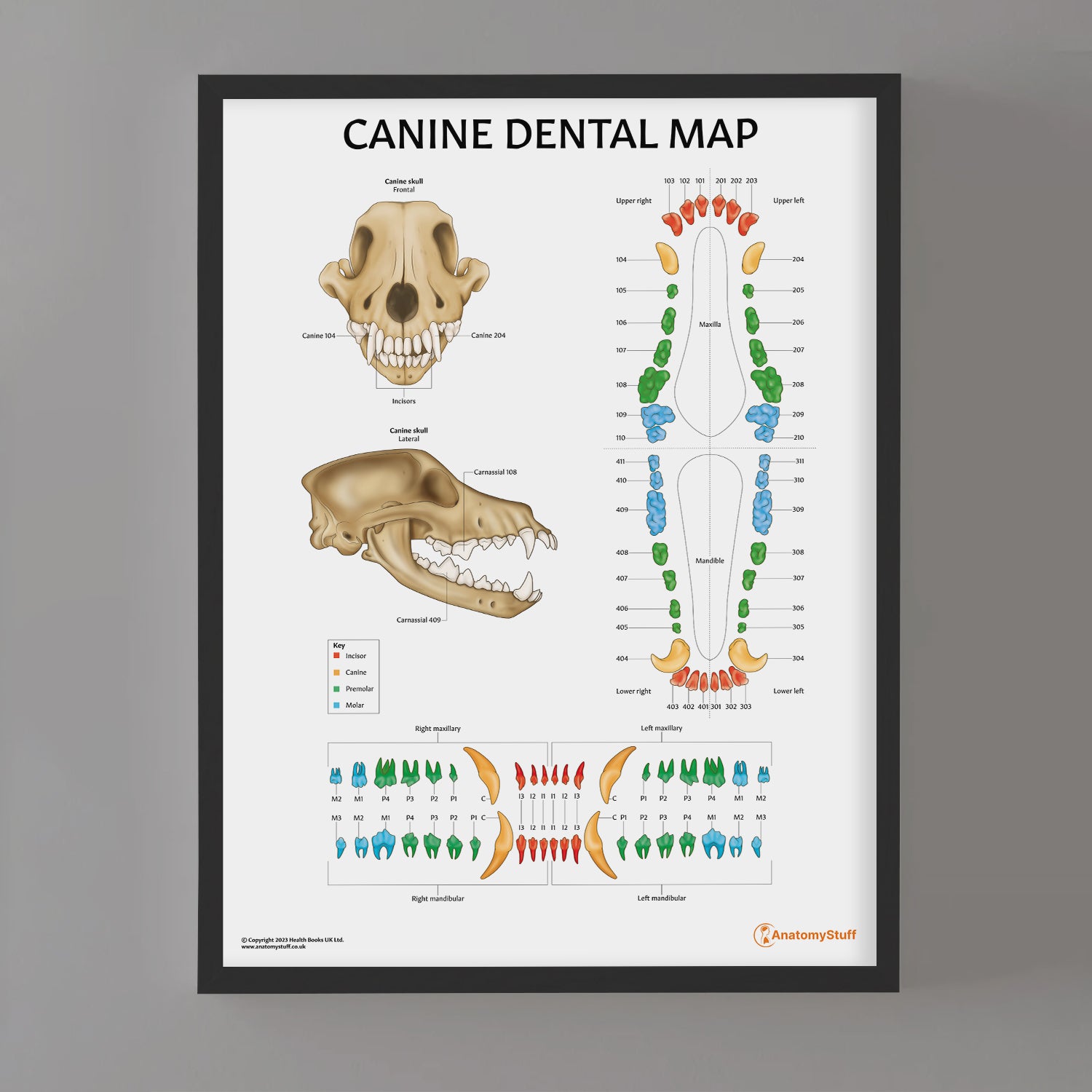Canine Dental Map Chart / Poster